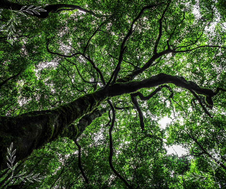 Tree Grounding Exercise